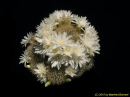 Sulcorebutia mentosa v. mentosa HS48 2260